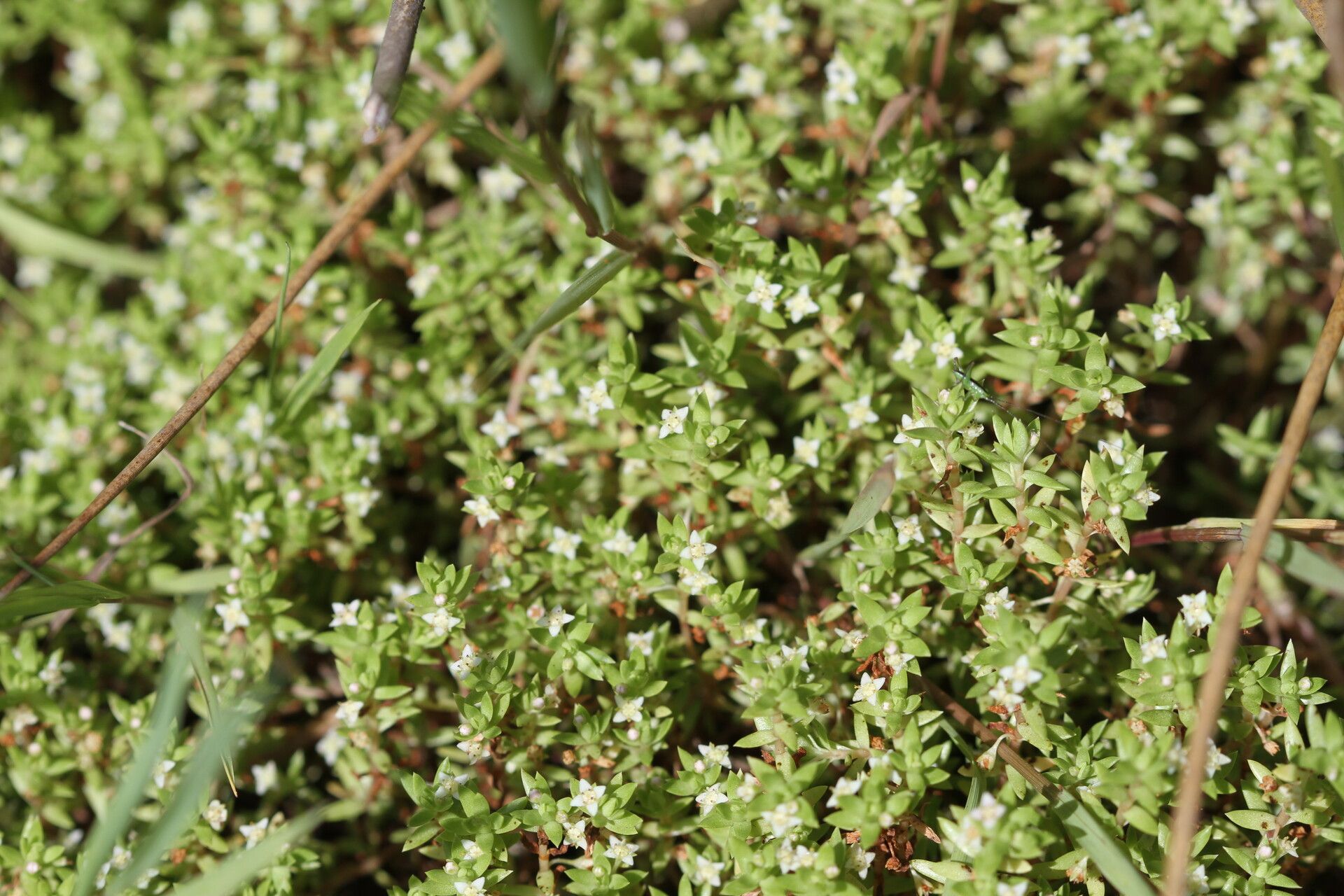 Crassula helmsii flower
