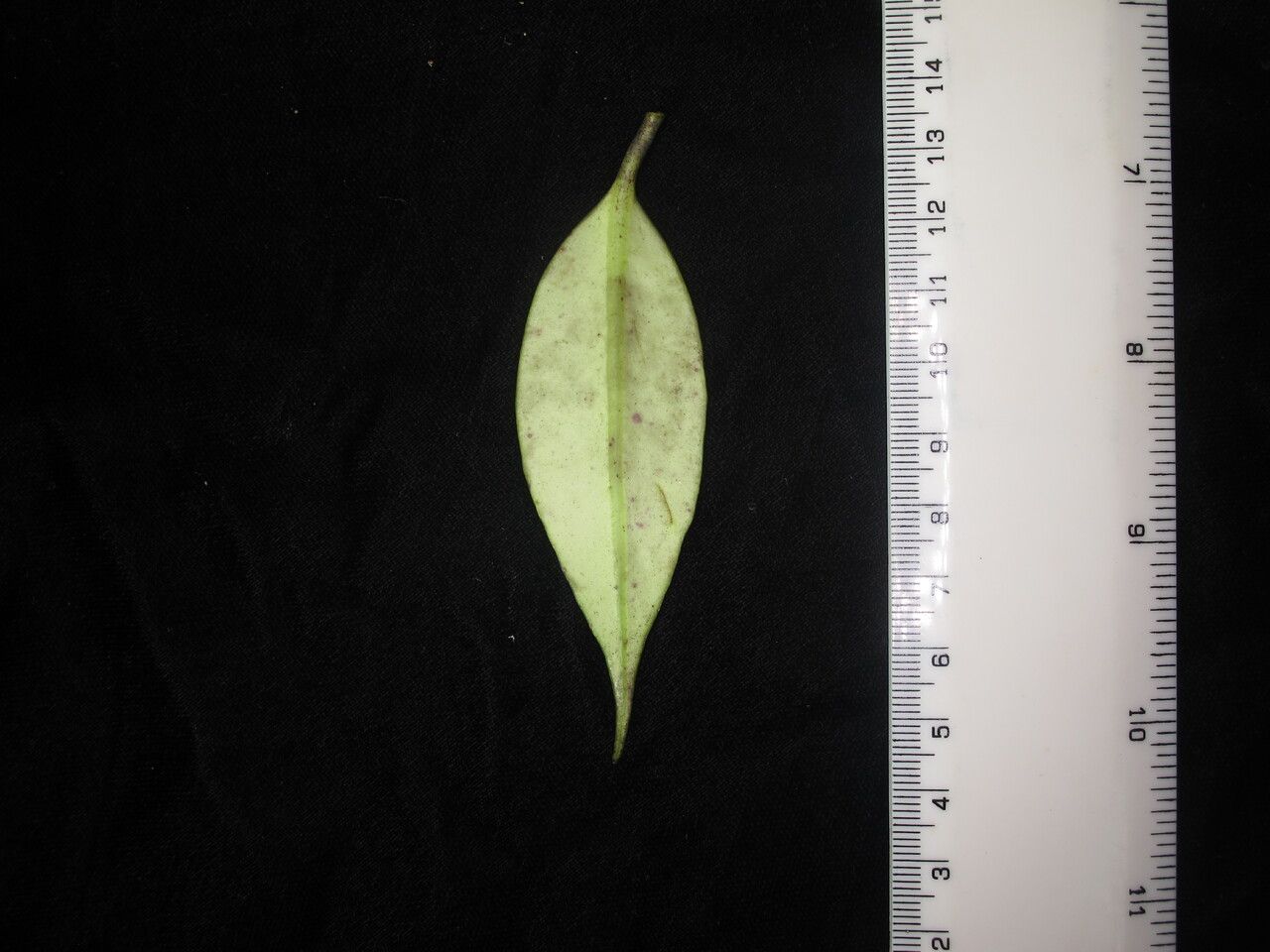 Aeschynanthus hookeri — search result for 'Aeschynanthus'