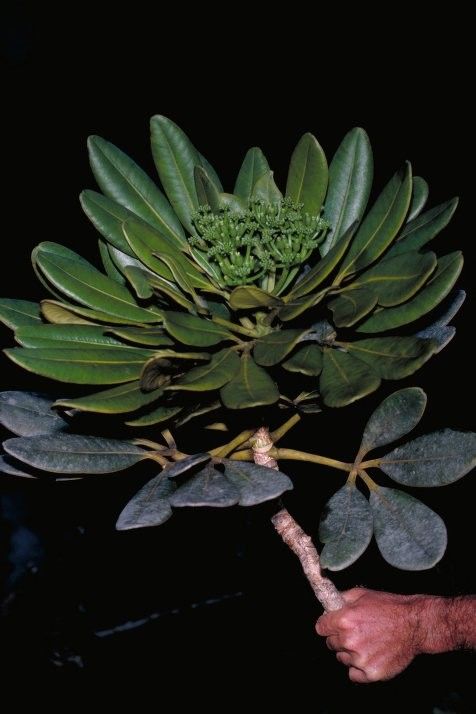 Plerandra pachyphylla habit