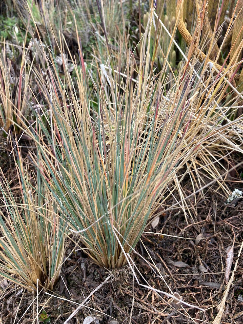 Festuca breviaristata habit
