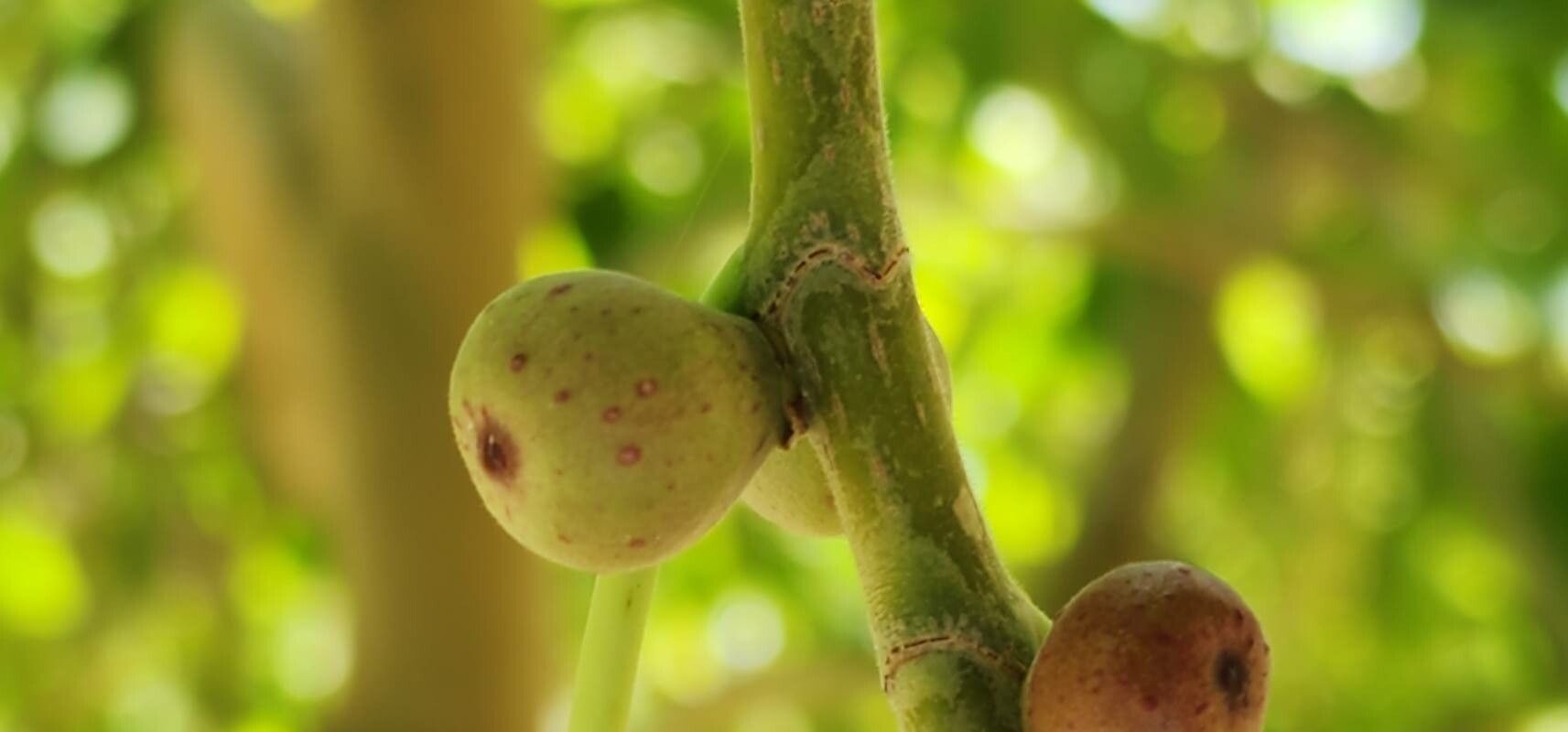 Ficus cordata flower