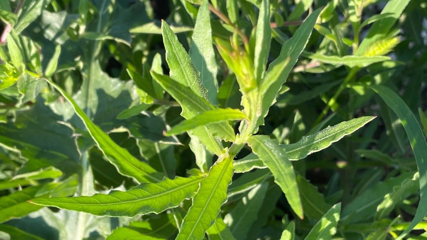 Oenothera gaura leaf