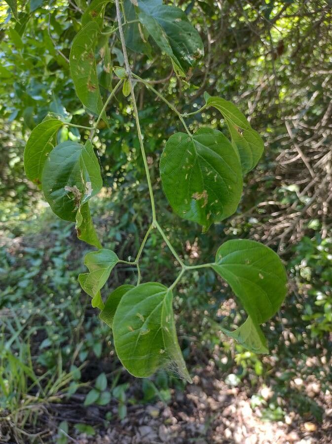 Amphilophium crucigerum — search result for 'Bignoniaceae'