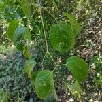 Amphilophium crucigerum