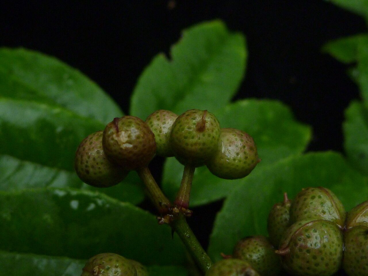 Zanthoxylum oxyphyllum fruit