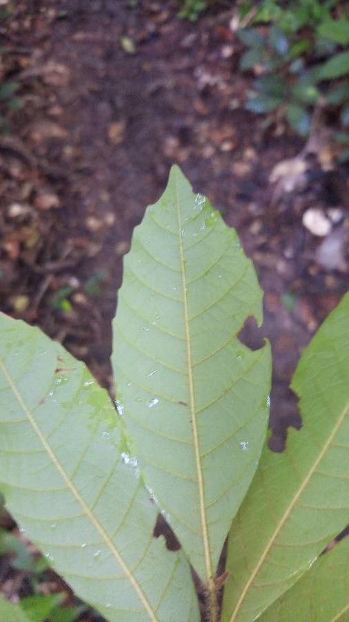 Cupania rubiginosa leaf