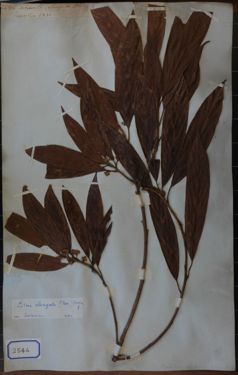 Litsea elongata — search result for 'Litsea'