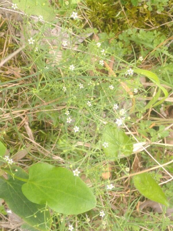 Thesium divaricatum leaf