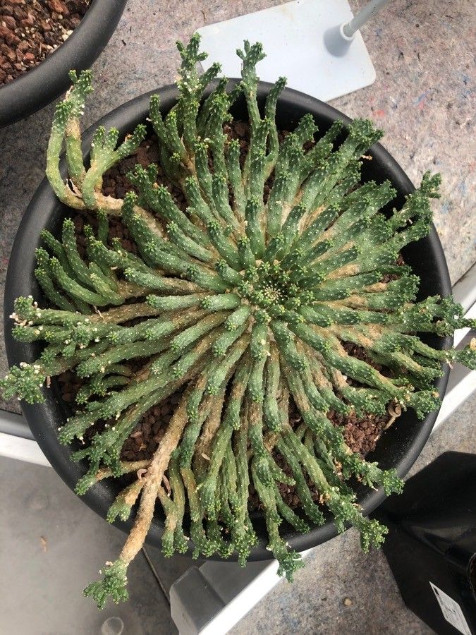 Euphorbia flanaganii — cacti and succulents houseplant
