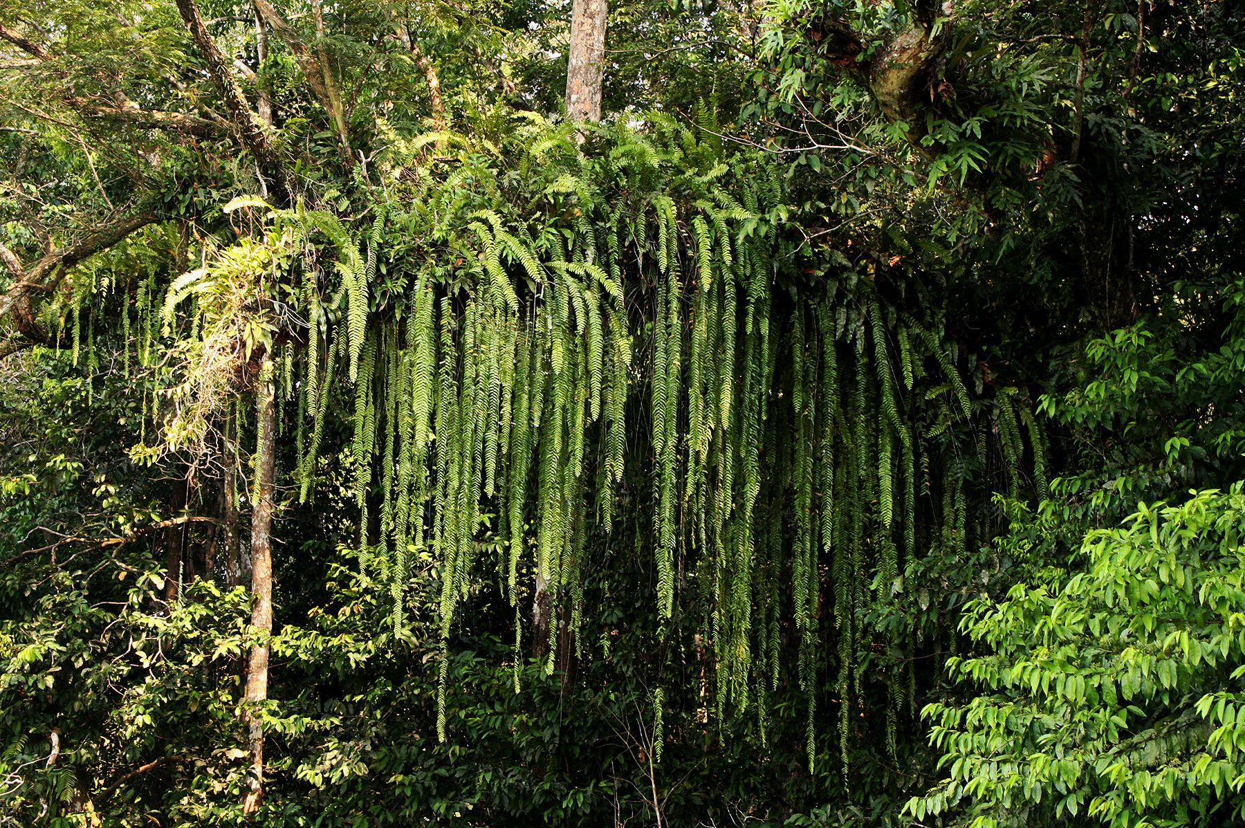 Nephrolepis acutifolia habit