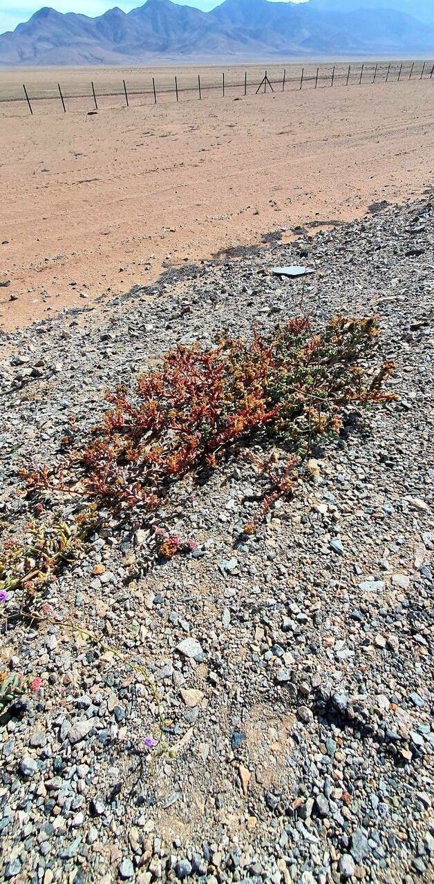 Sinocrassula indica flower