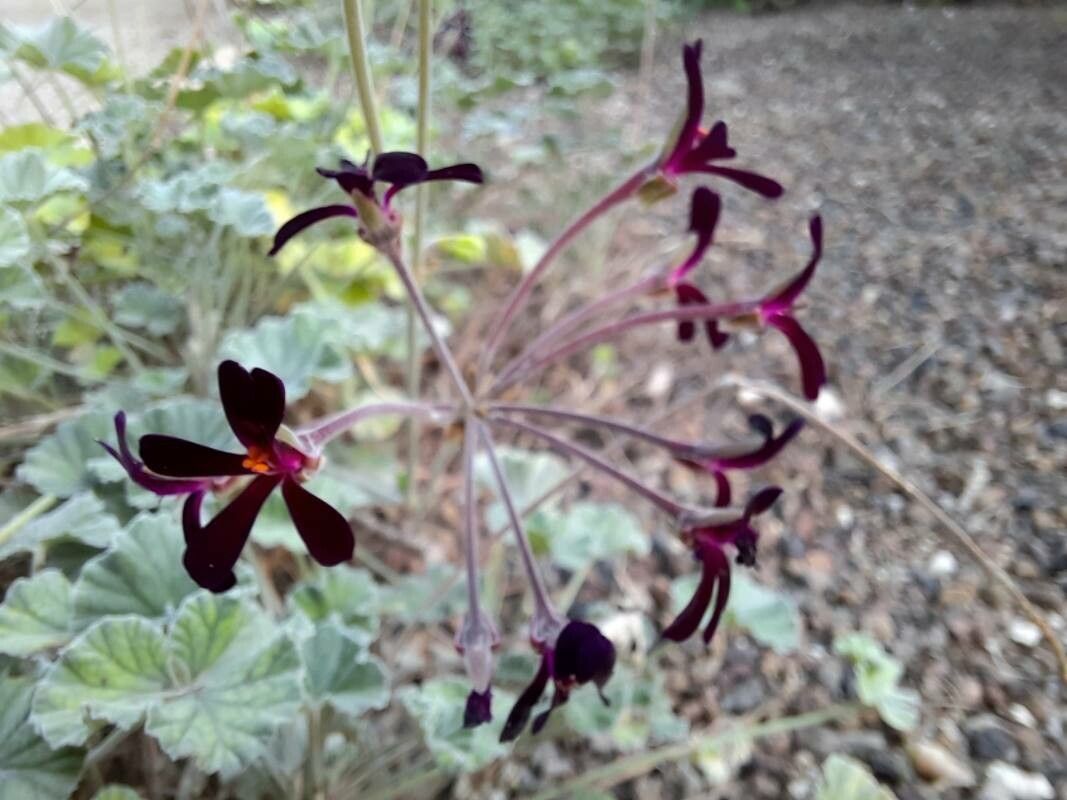 Pelargonium sidoides flower