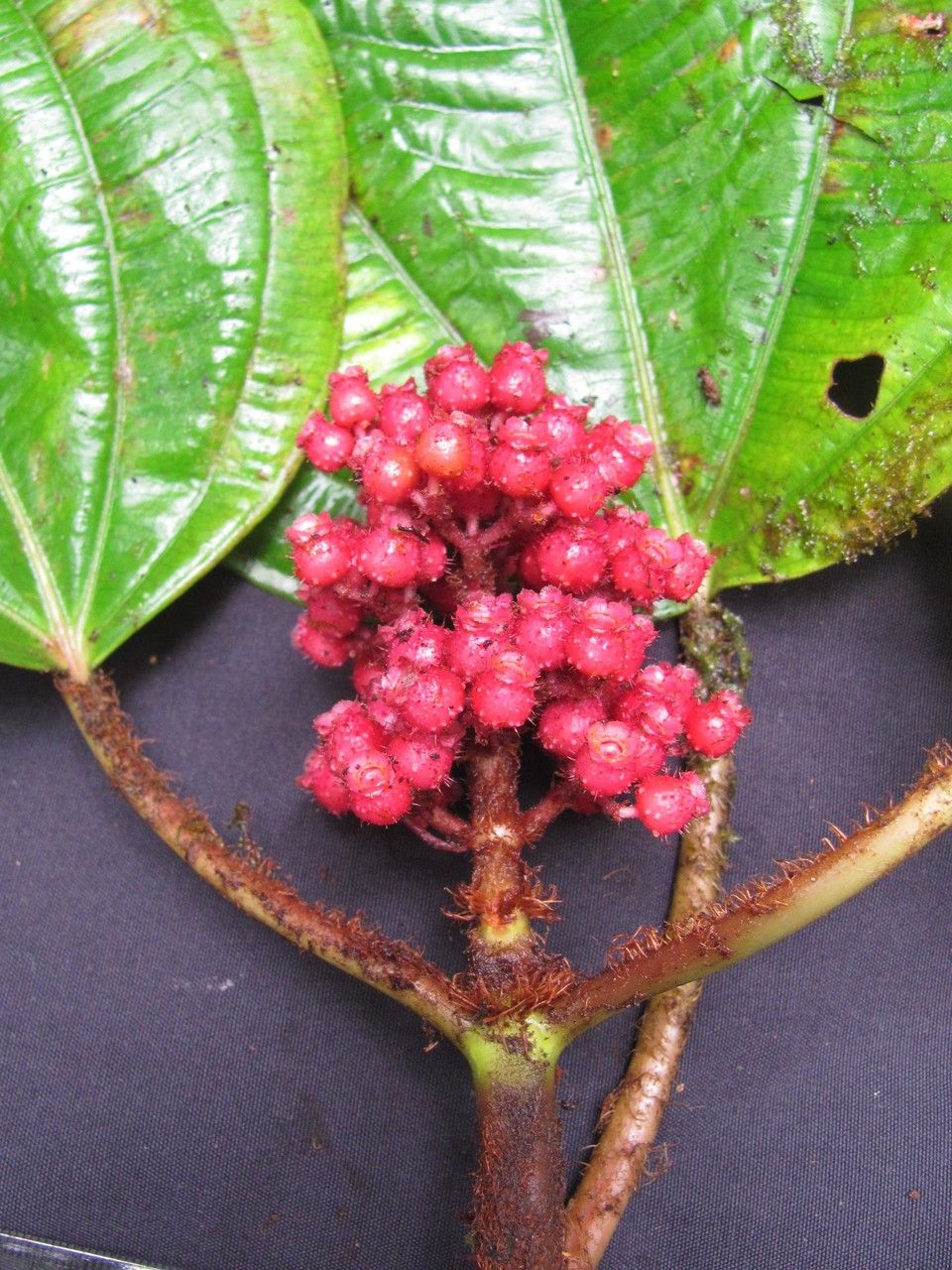 Miconia platyphylla fruit