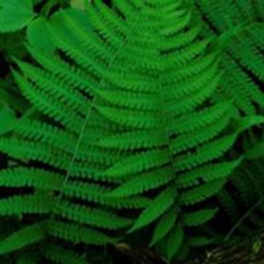 Deparia acrostichoides leaf