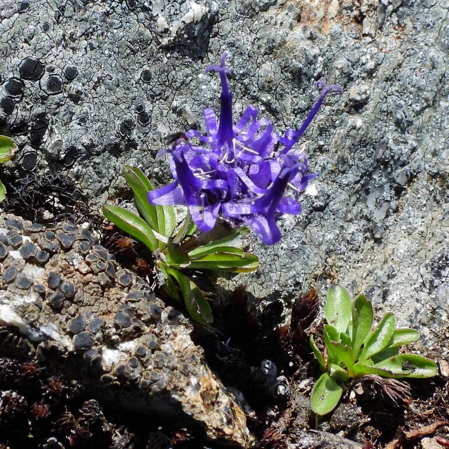 Phyteuma globulariifolium flower