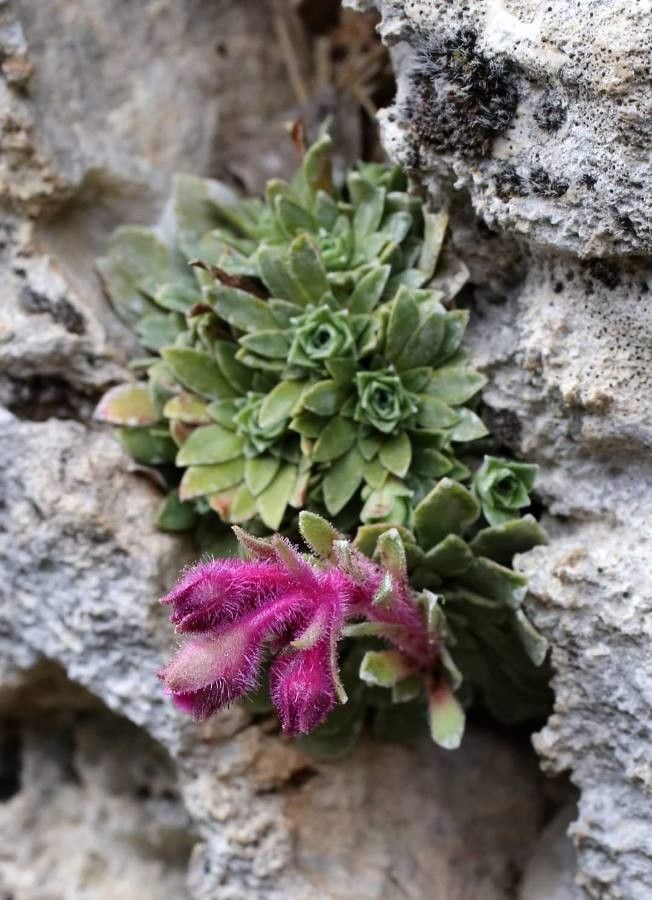 Saxifraga stribrnyi flower