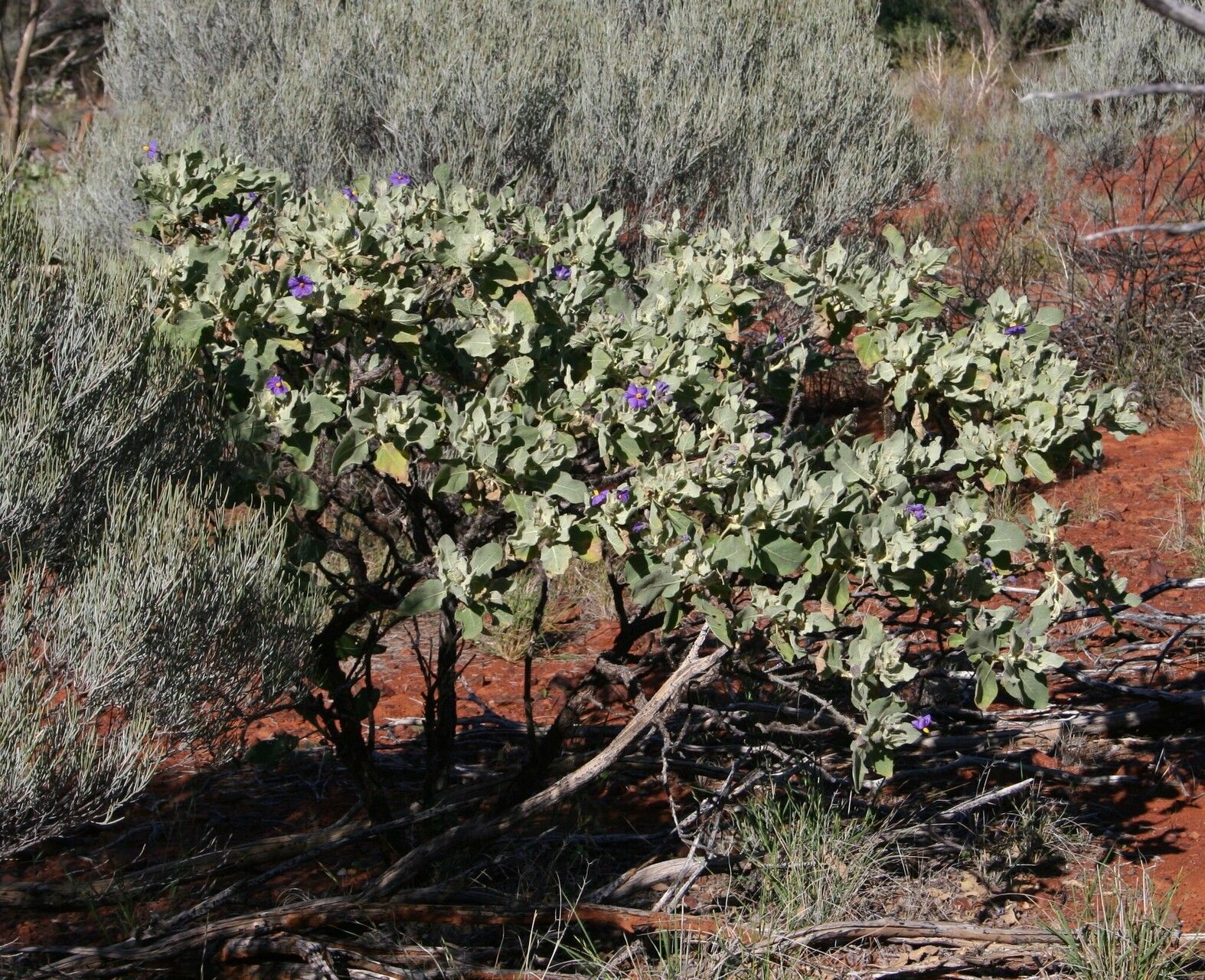 Solanum ashbyae habit