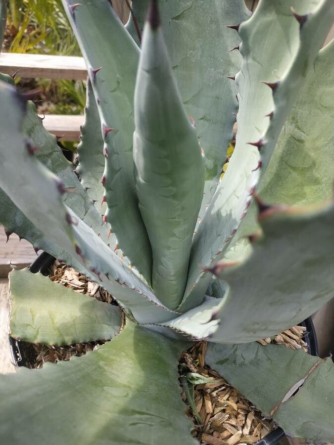 Agave durangensis bark