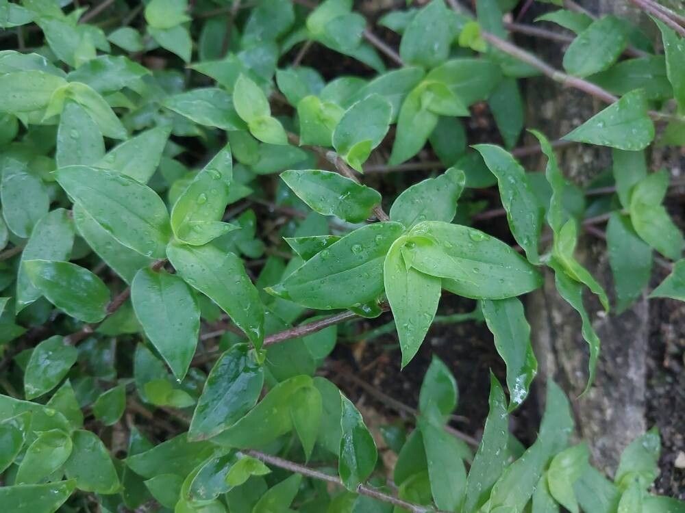 Cyanotis beddomei leaf