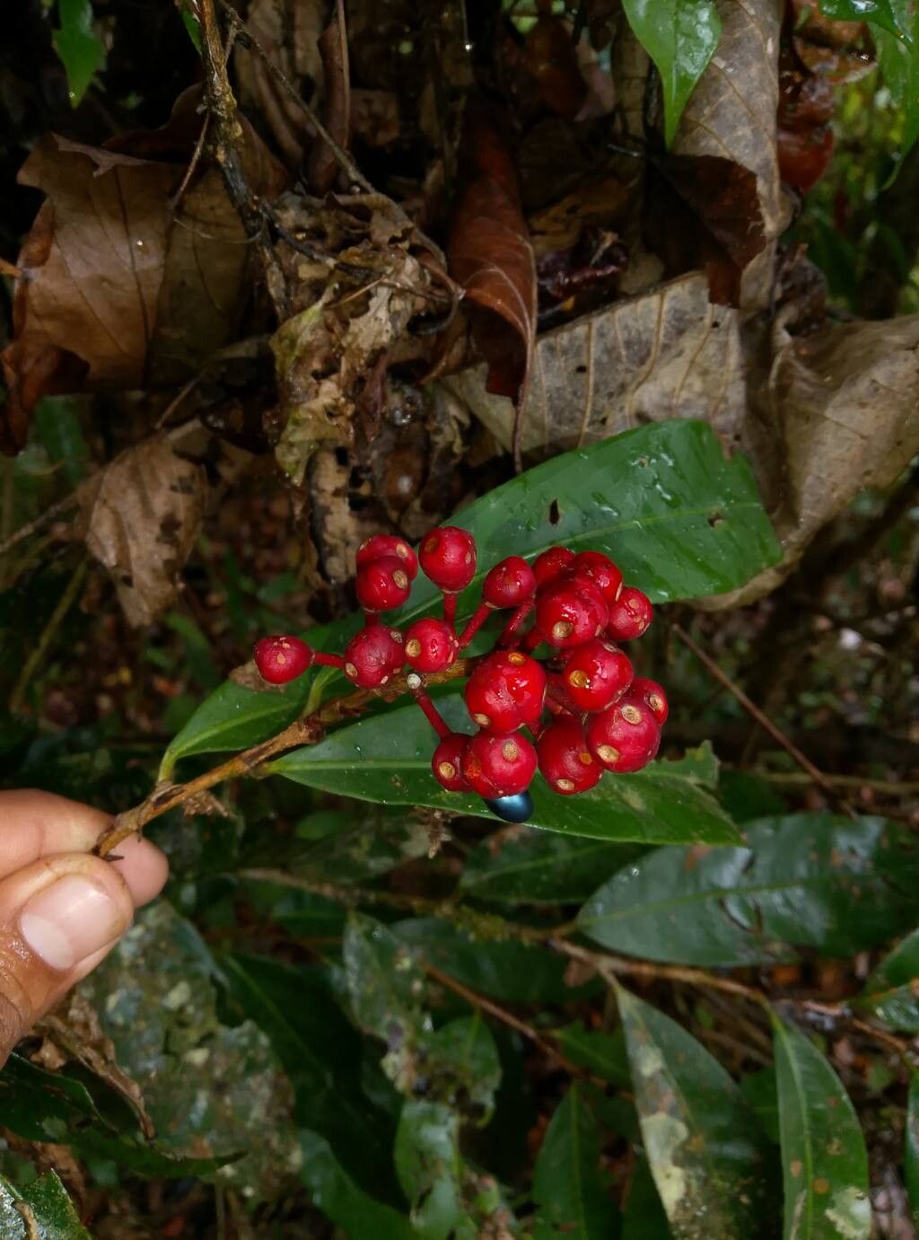 Ouratea lucens fruit