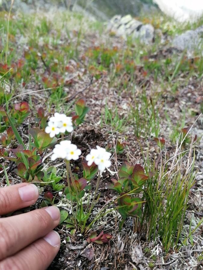 Androsace chamaejasme leaf