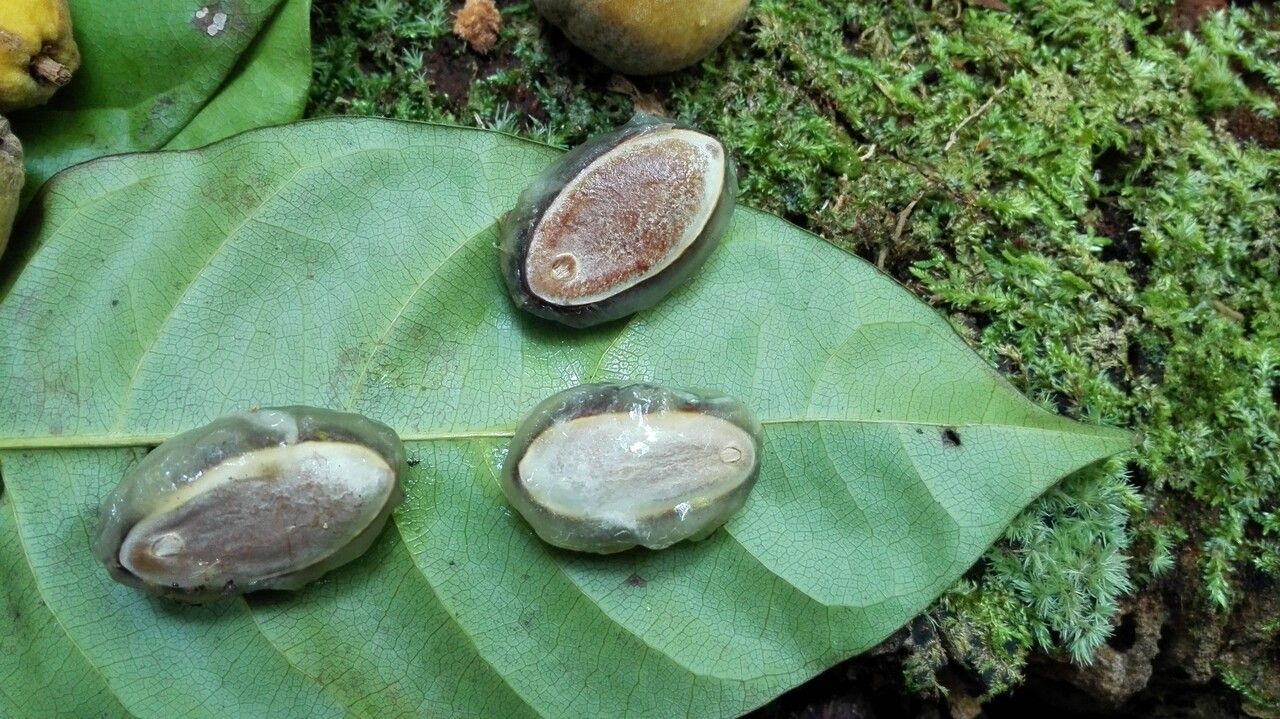 Pouteria durlandii — search result for 'Pouteria'