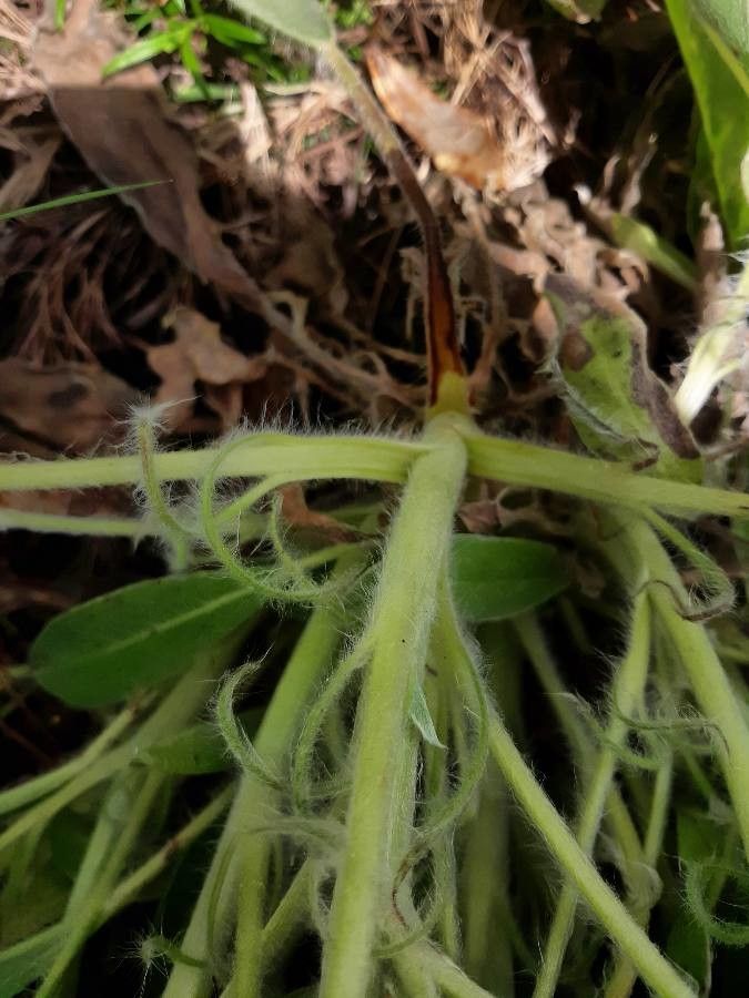 Lupinus diffusus bark