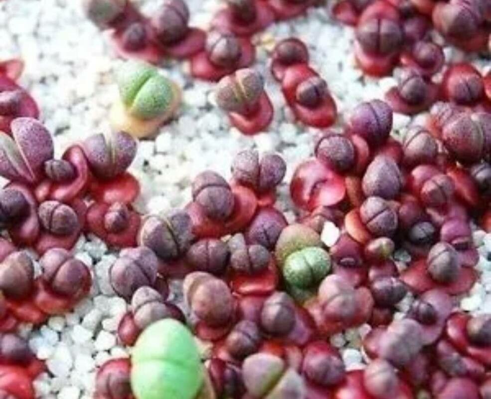 Sedum andegavense fruit