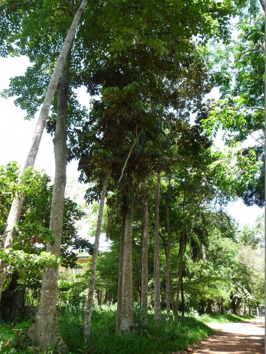 Heritiera utilis other