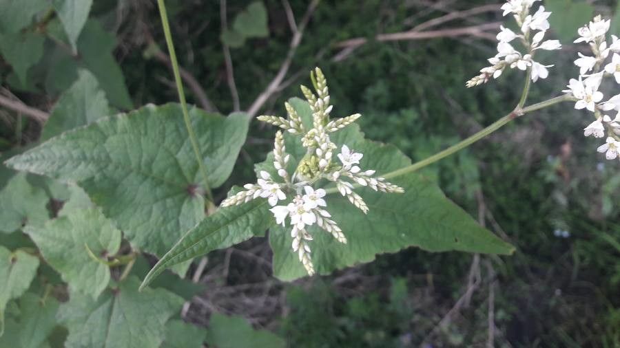 Fagopyrum cymosum flower