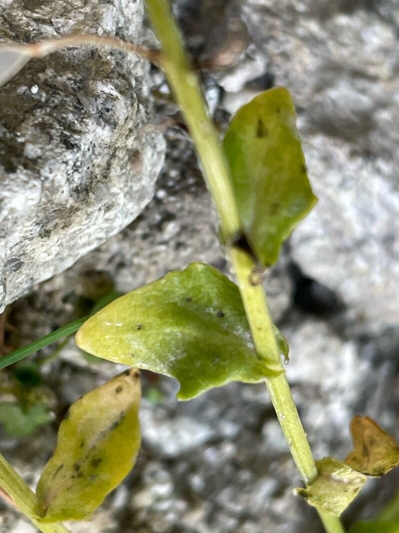 Cochlearia tatrae — houseplant care guide
