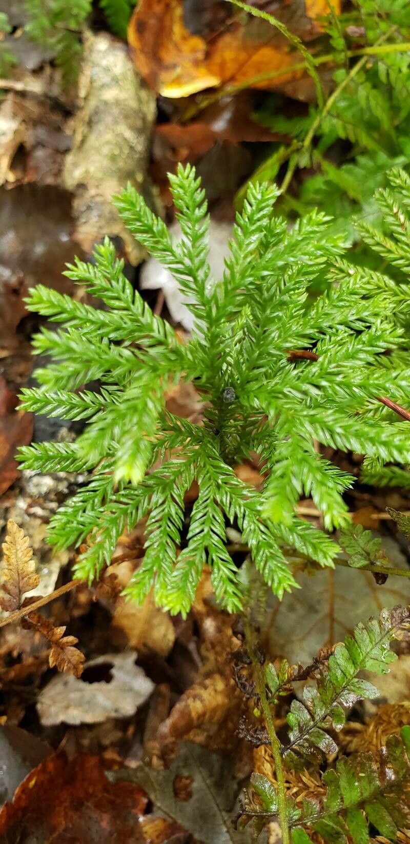 Dendrolycopodium dendroideum