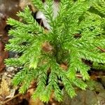 Dendrolycopodium dendroideum