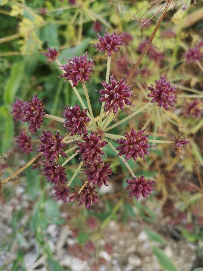 Oenanthe lachenalii flower