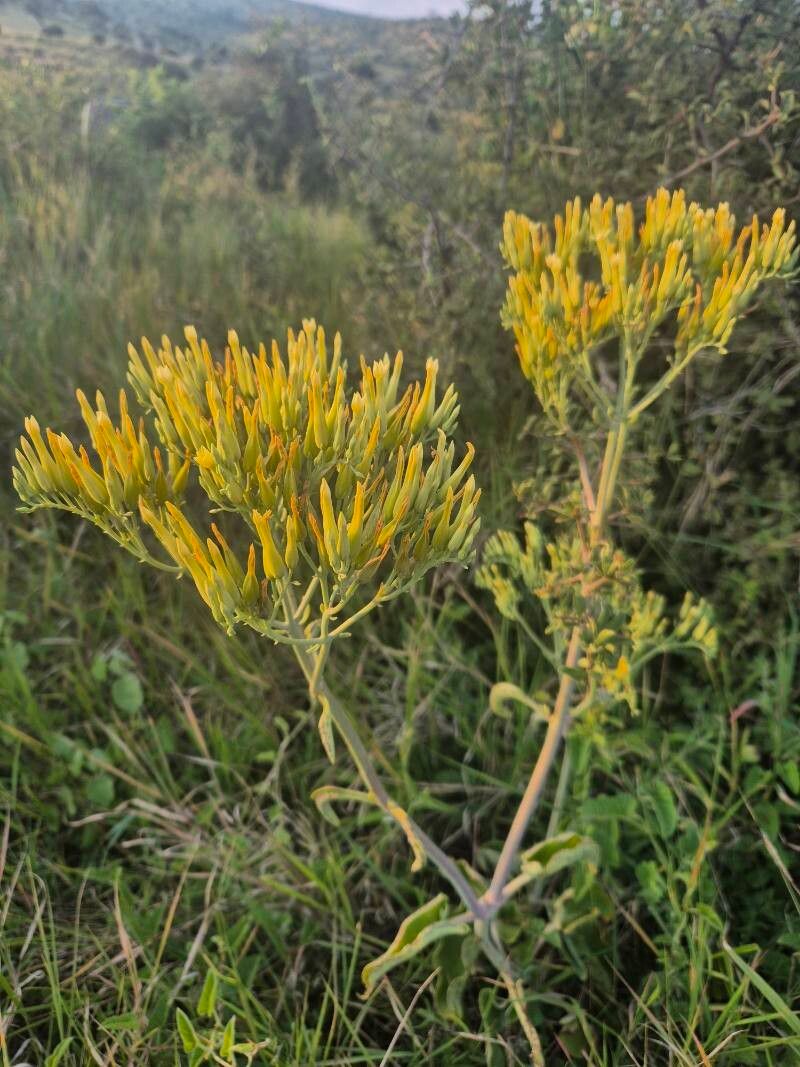 Kalanchoe mitejea flower
