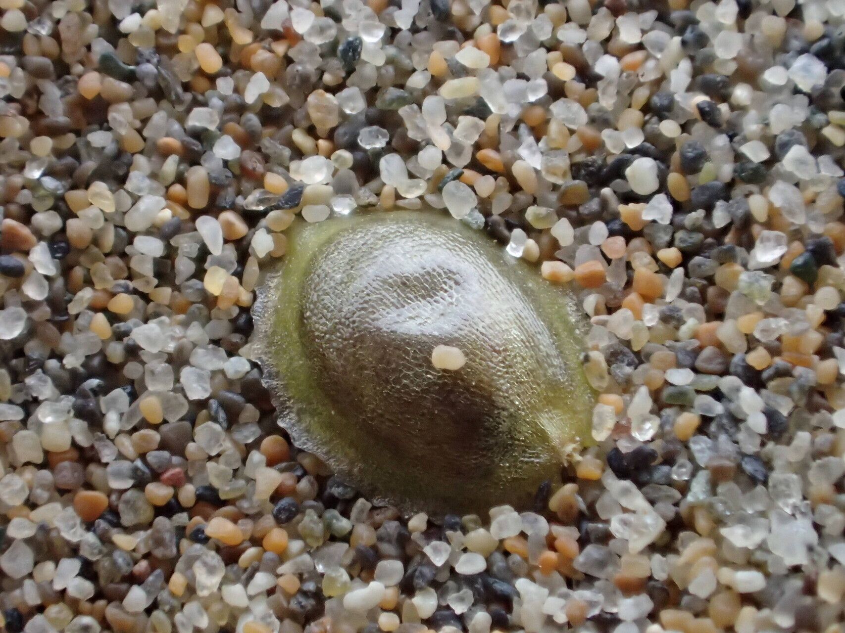 Corispermum gallicum fruit