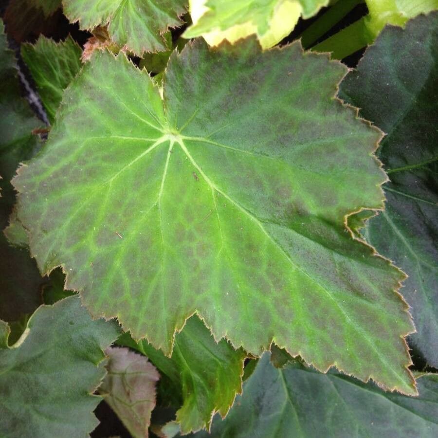 Begonia evansiana — search result for 'Begonia'