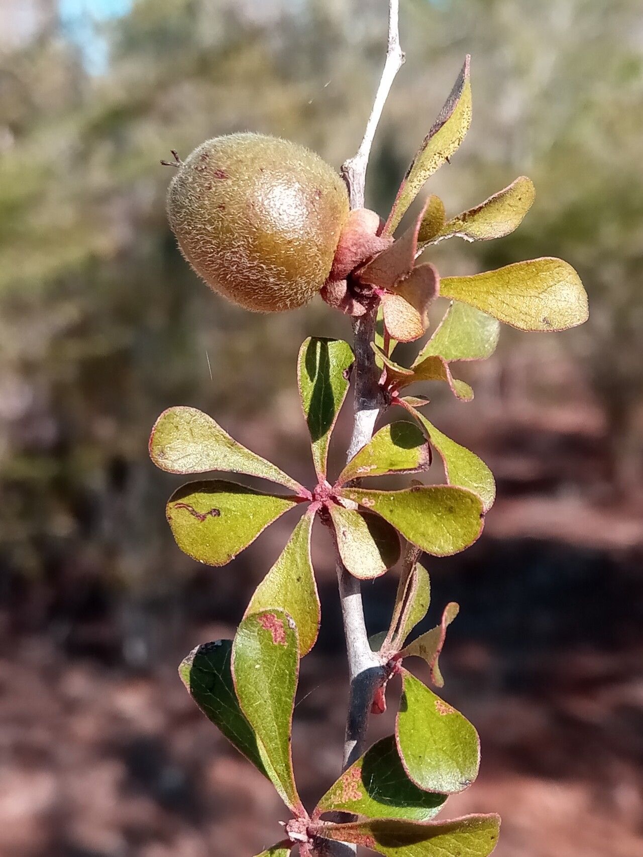 Diospyros latispathulata fruit