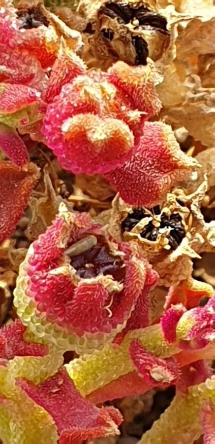 Mesembryanthemum crystallinum fruit