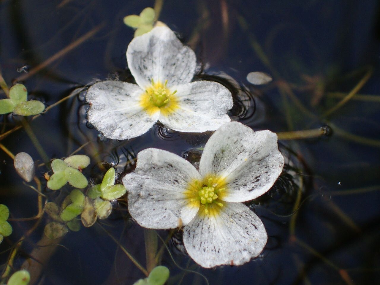 Luronium natans flower