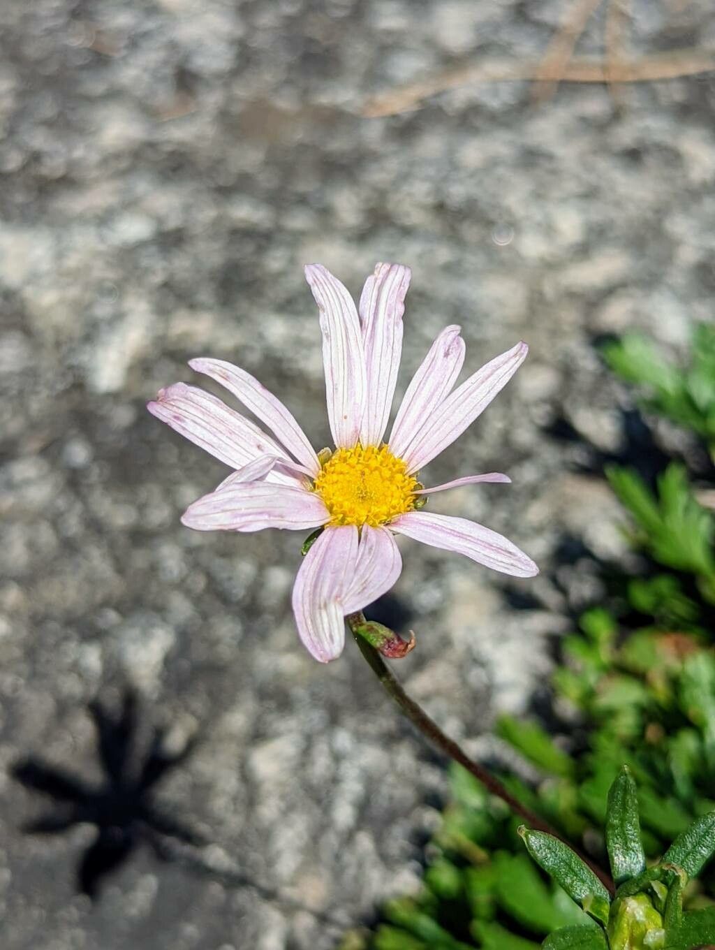 Chrysanthemum Zawadskii flower