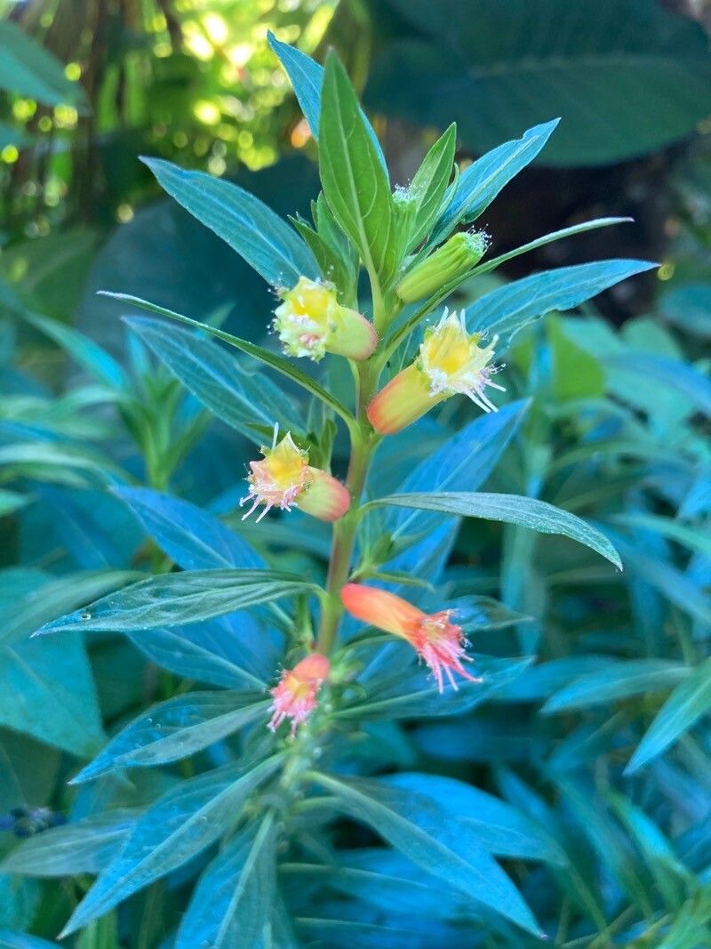 Cuphea micropetala flower