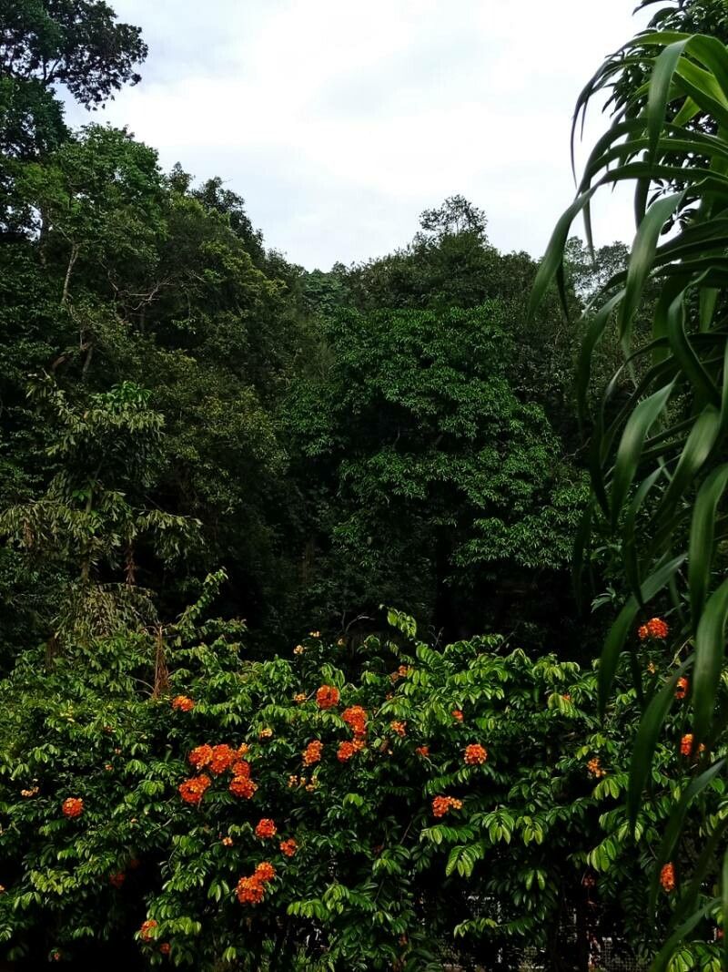 Bauhinia kockiana habit