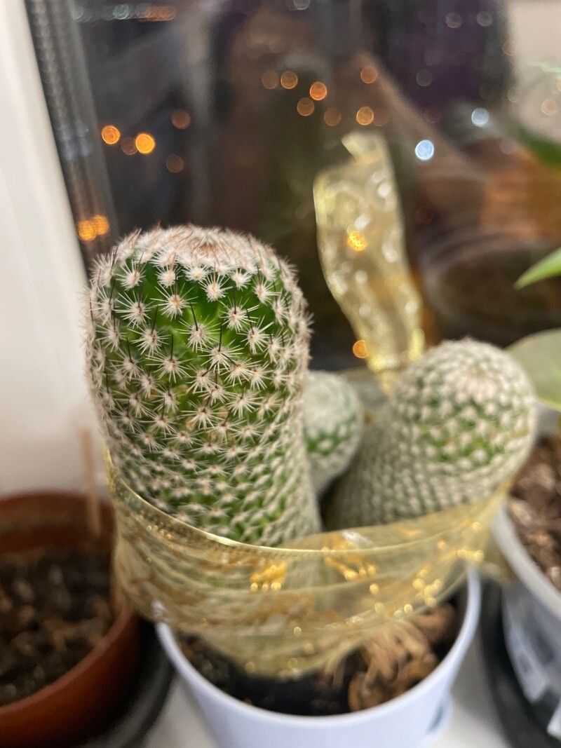 Mammillaria matudae leaf