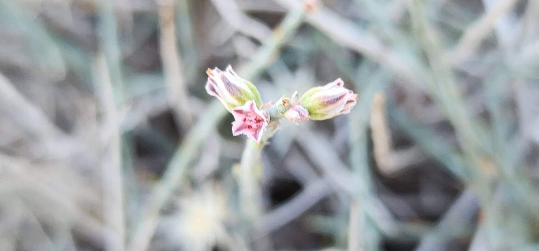 Polygonum setosum flower