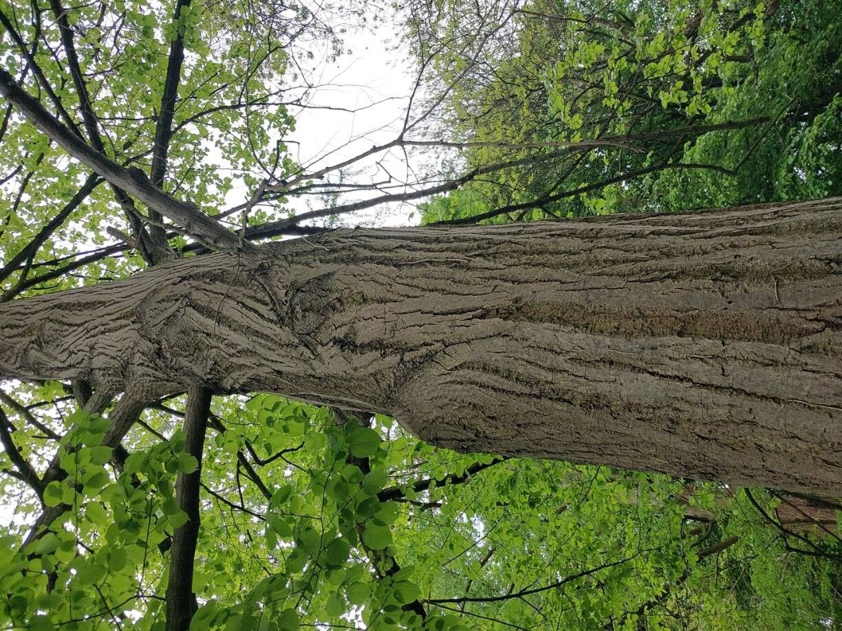 Tilia mandshurica bark