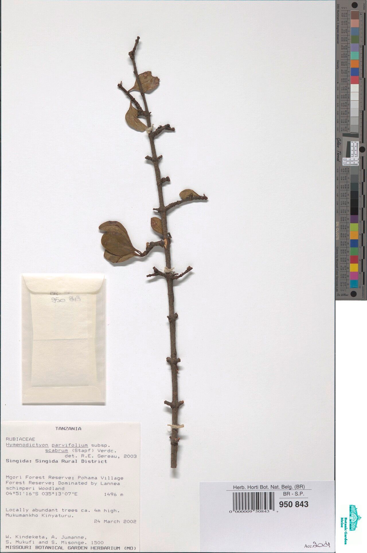 Hymenodictyon scabrum — houseplant care guide