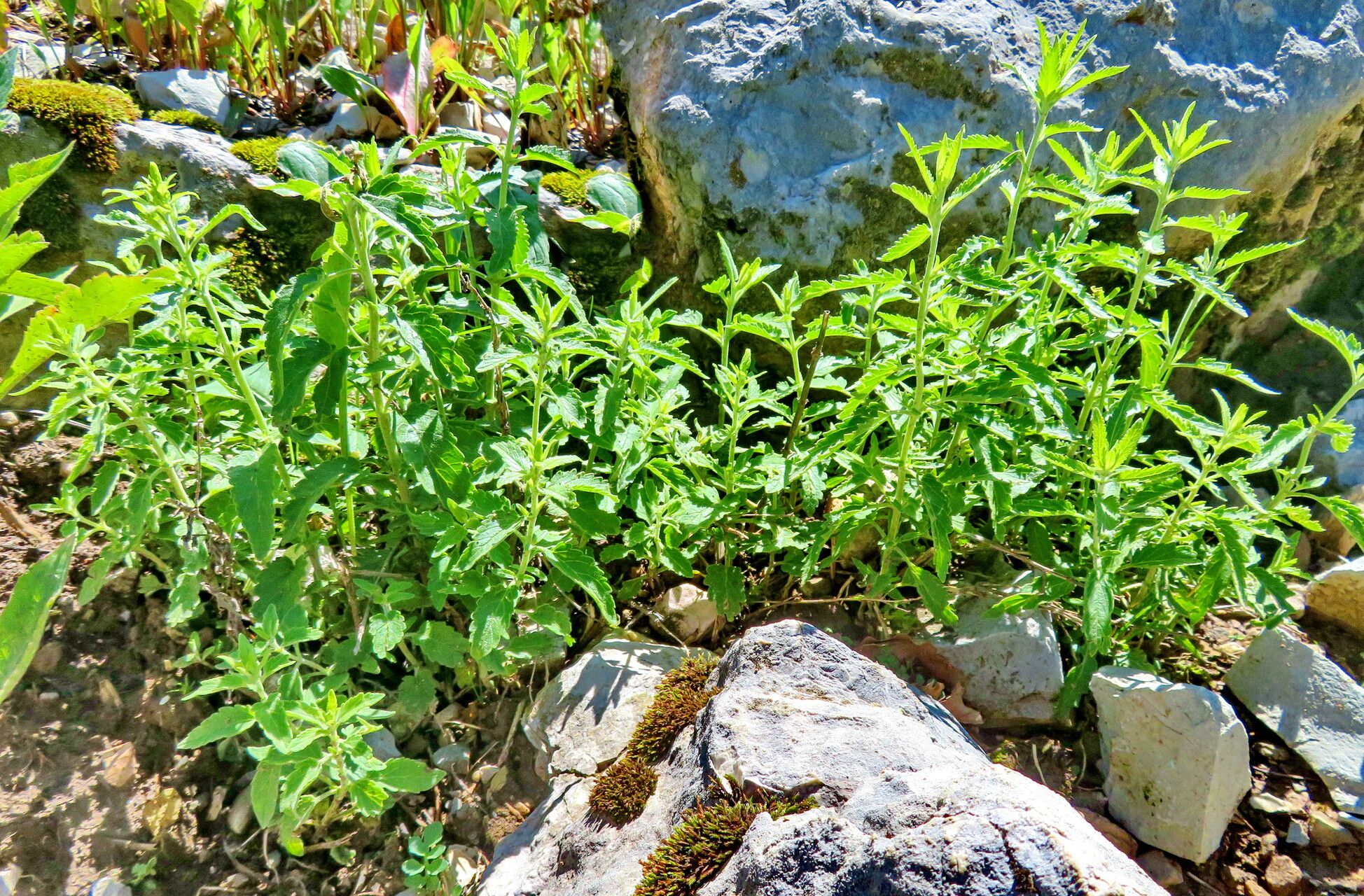 Veronica daurica habit