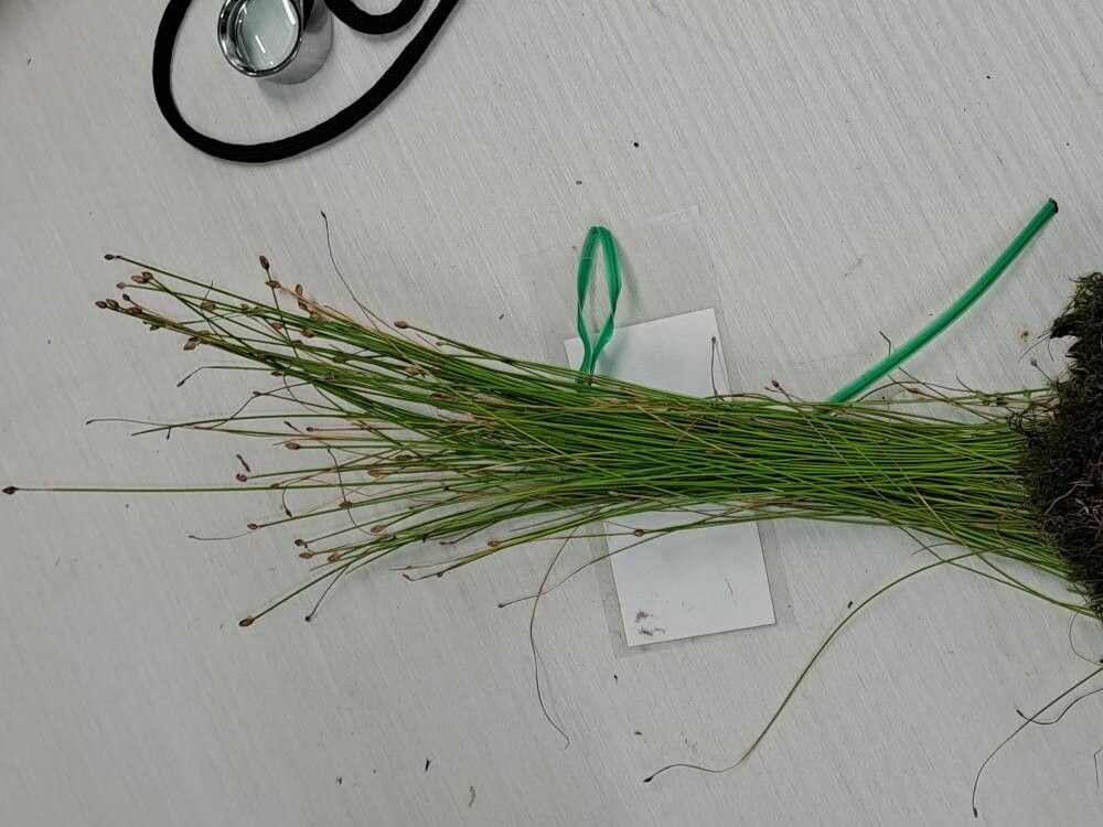 Eleocharis tuberculosa — search result for 'Eleocharis'