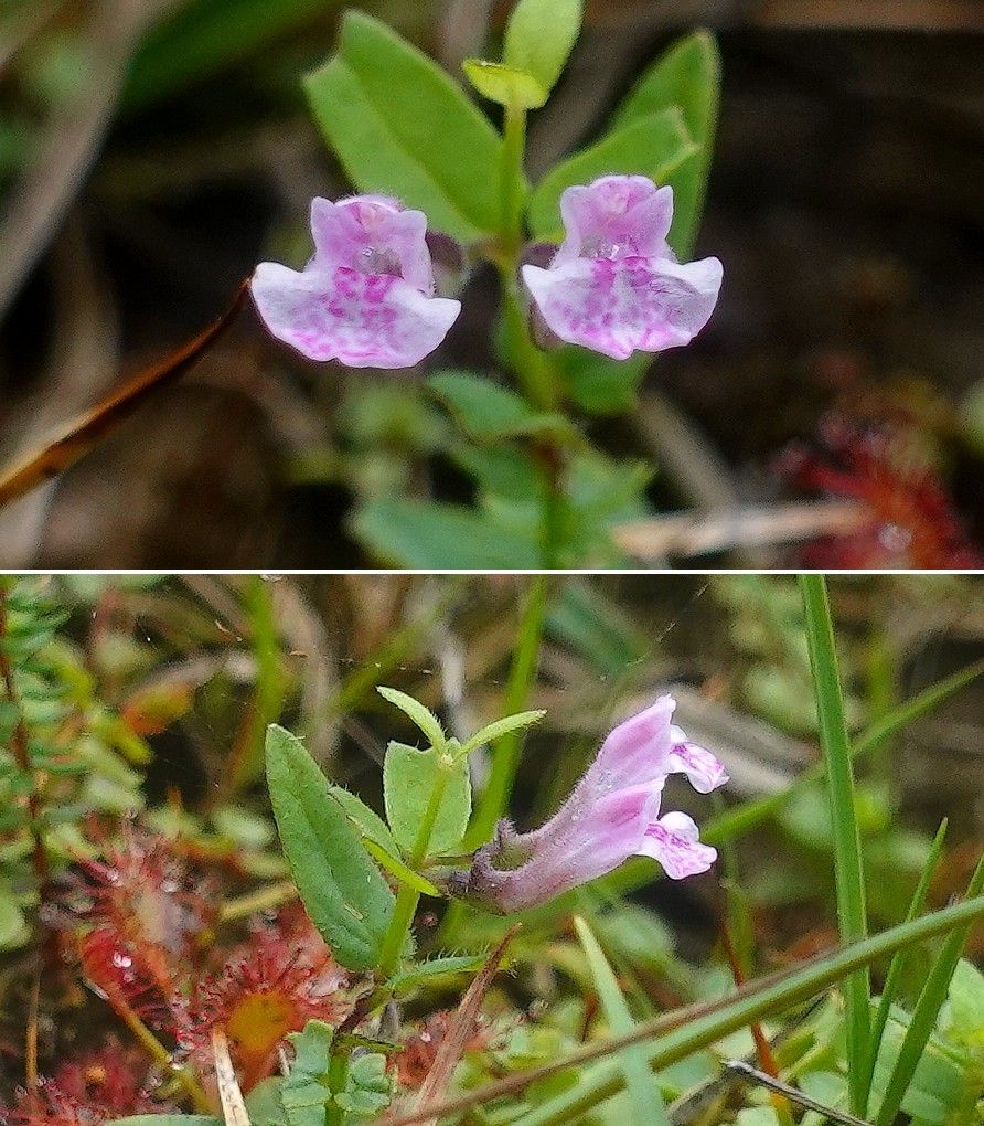 Scutellaria minor flower
